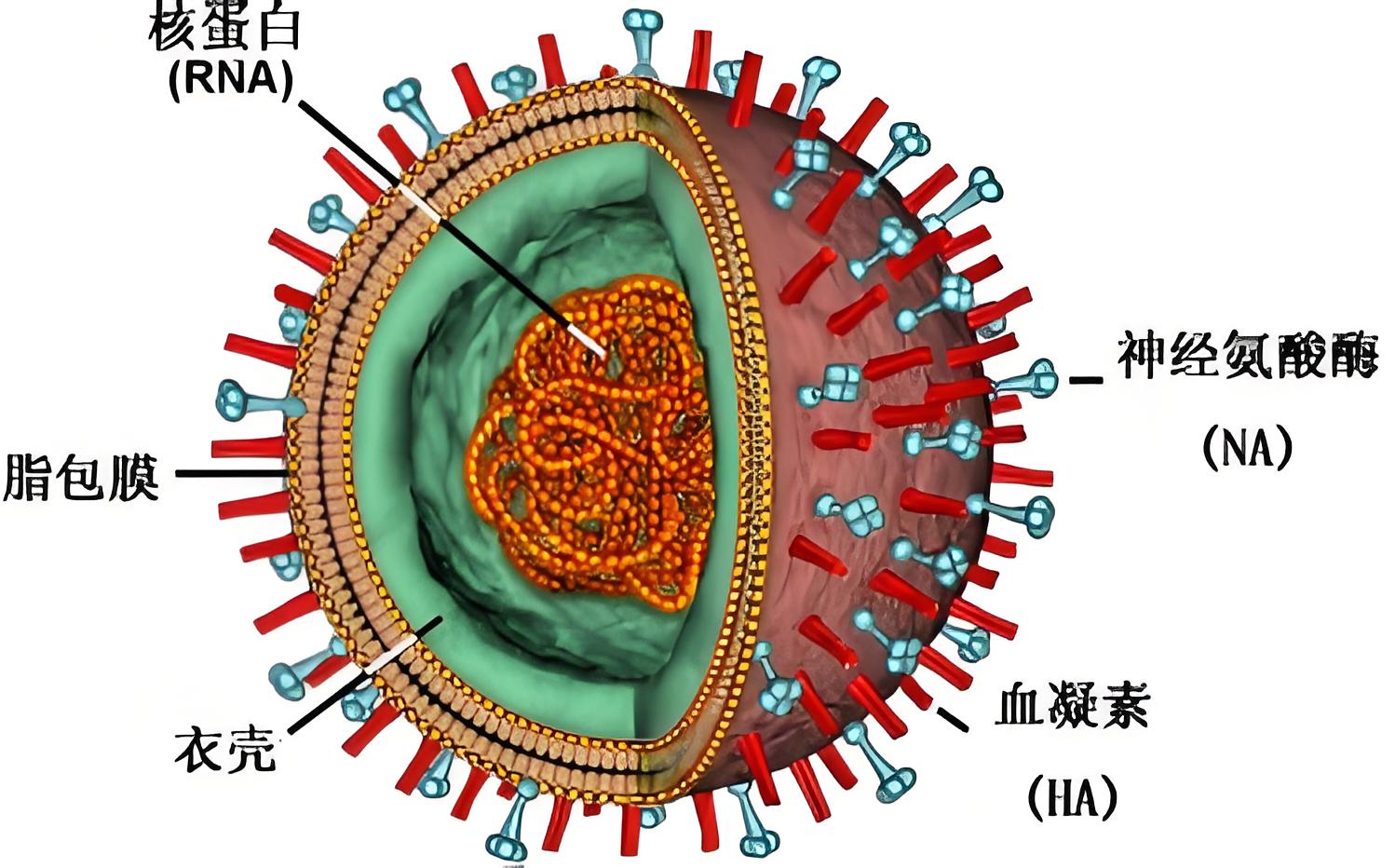禽類動(dòng)物疫病檢測(cè)系列